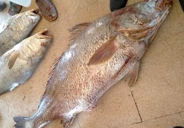 Fishermans in Karachi Caught 2 Fishes worth of 40 Lac