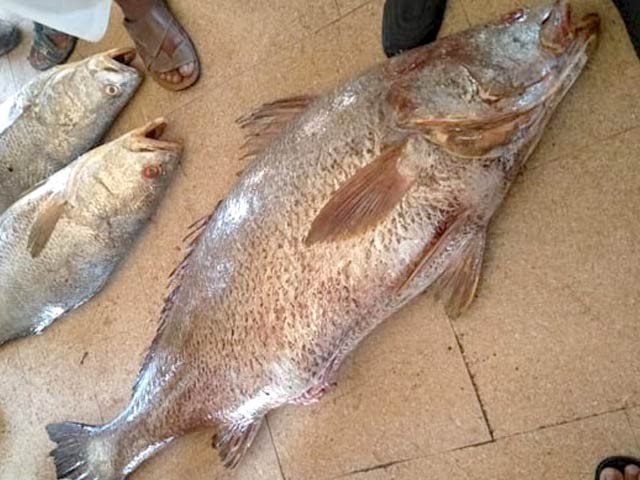 Fishermans in Karachi Caught 2 Fishes worth of 40 Lac
