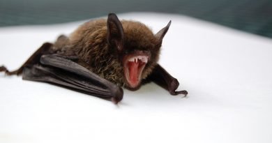 How do bats live with so many viruses