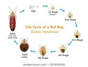 Home made remedies for Bugs