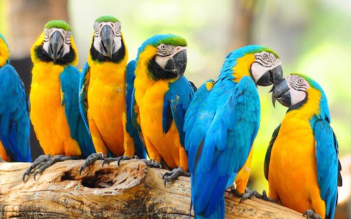 federal govt ban the import of birds and animals