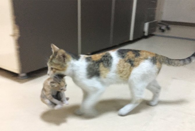 cat bringing her ill kitten to hospital