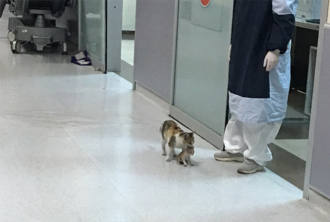 cat in hospital