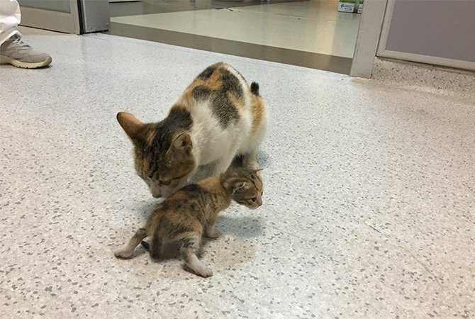 cat with her ill kitten