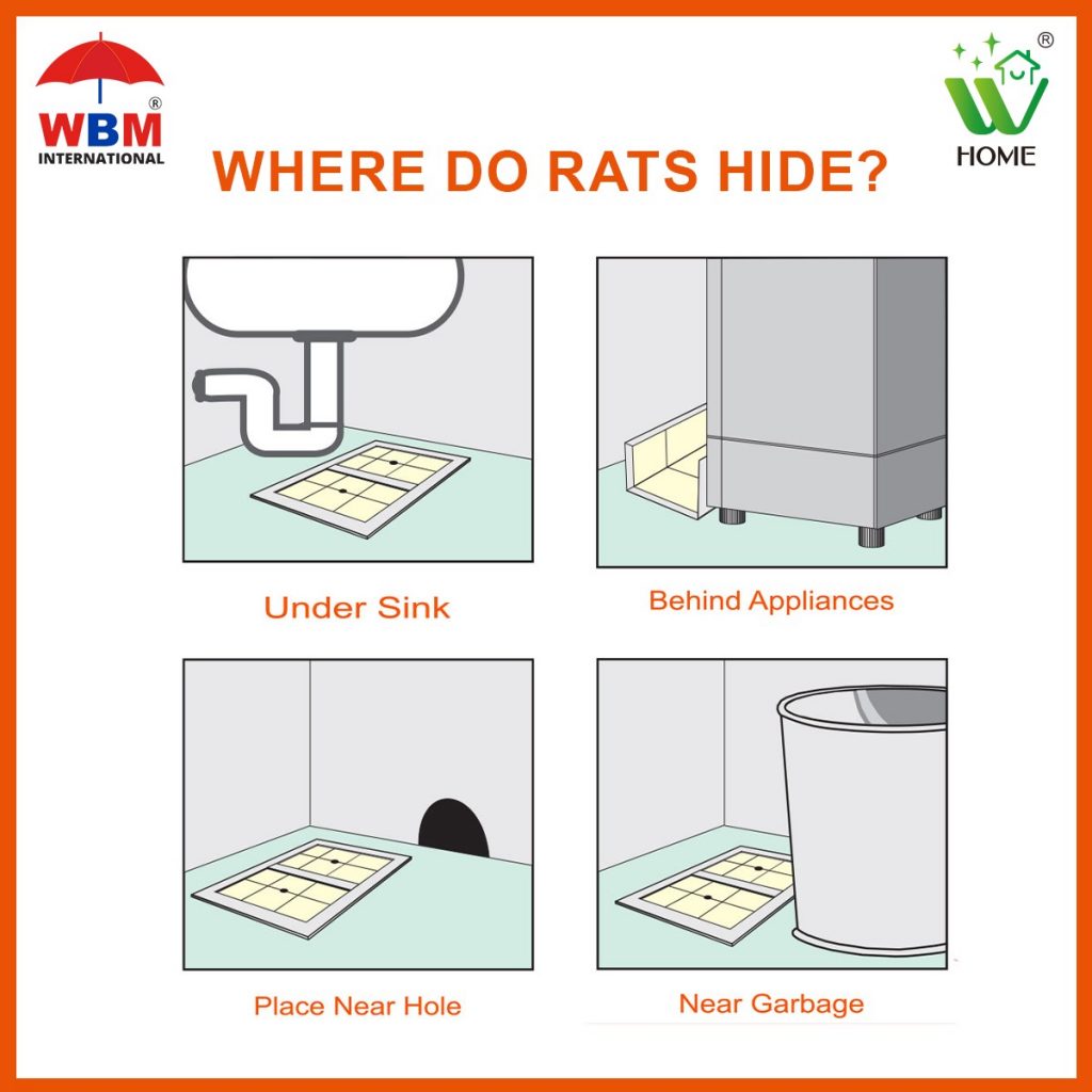 Where do rats hide?