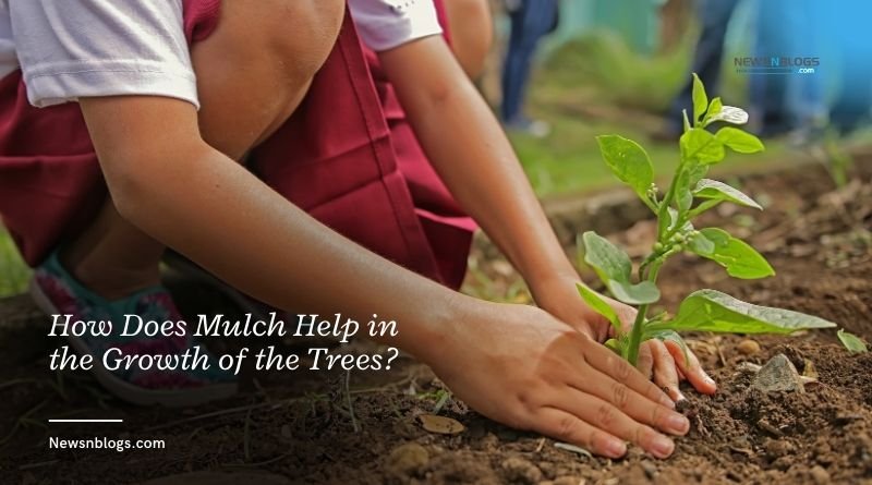 How Does Mulch Help in the Growth of the Trees?