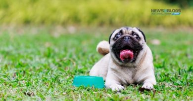 Buy Pug Dog Online In India