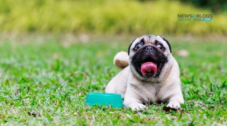 Buy Pug Dog Online In India