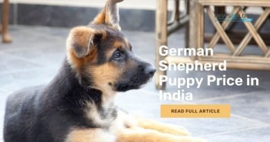 German Shepherd Puppy Price in India