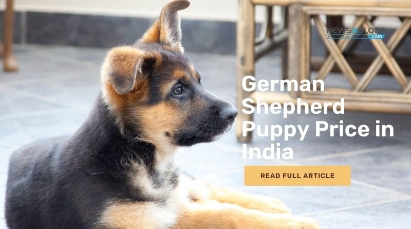 German Shepherd Puppy Price in India
