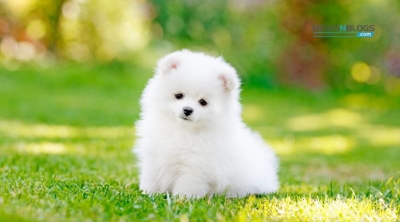 Pomeranian Dog Colors