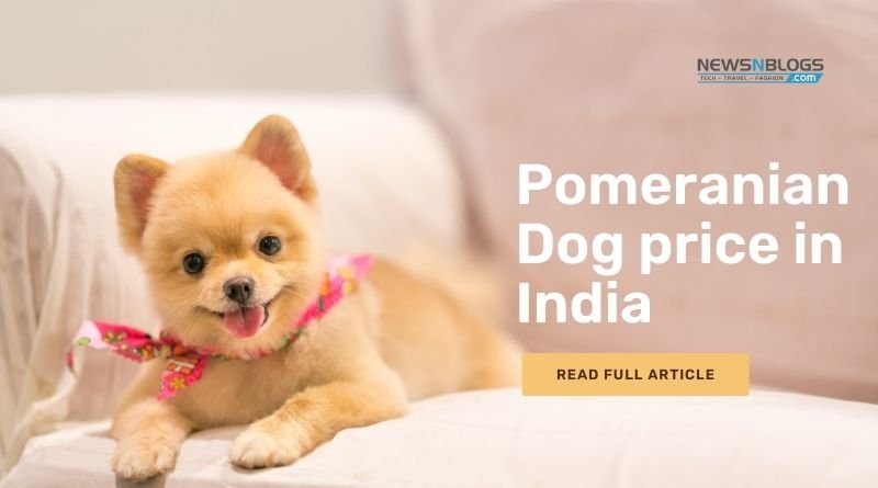 Pomeranian dog price in India