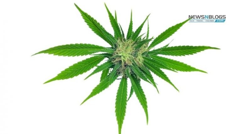 These Medical Purposes for Marijuana May Surprise You
