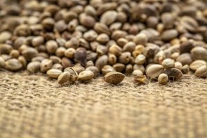 What exactly are CBD seeds and the benefits they bring?