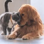 When can I enroll my puppy or kitten for pet insurance?