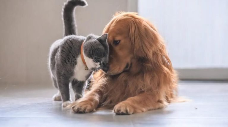 When can I enroll my puppy or kitten for pet insurance?