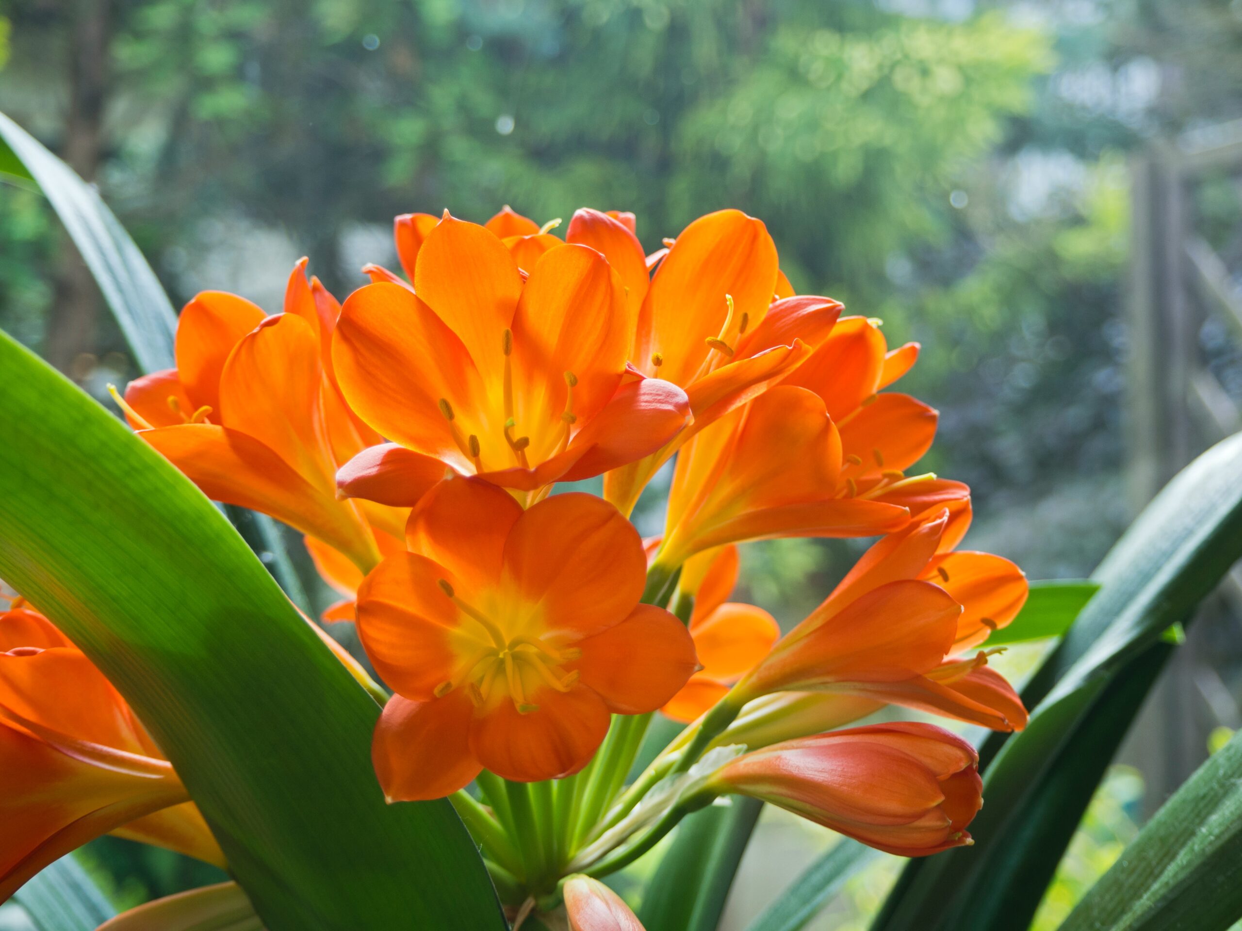 Spruce up your home with these popular indoor plants