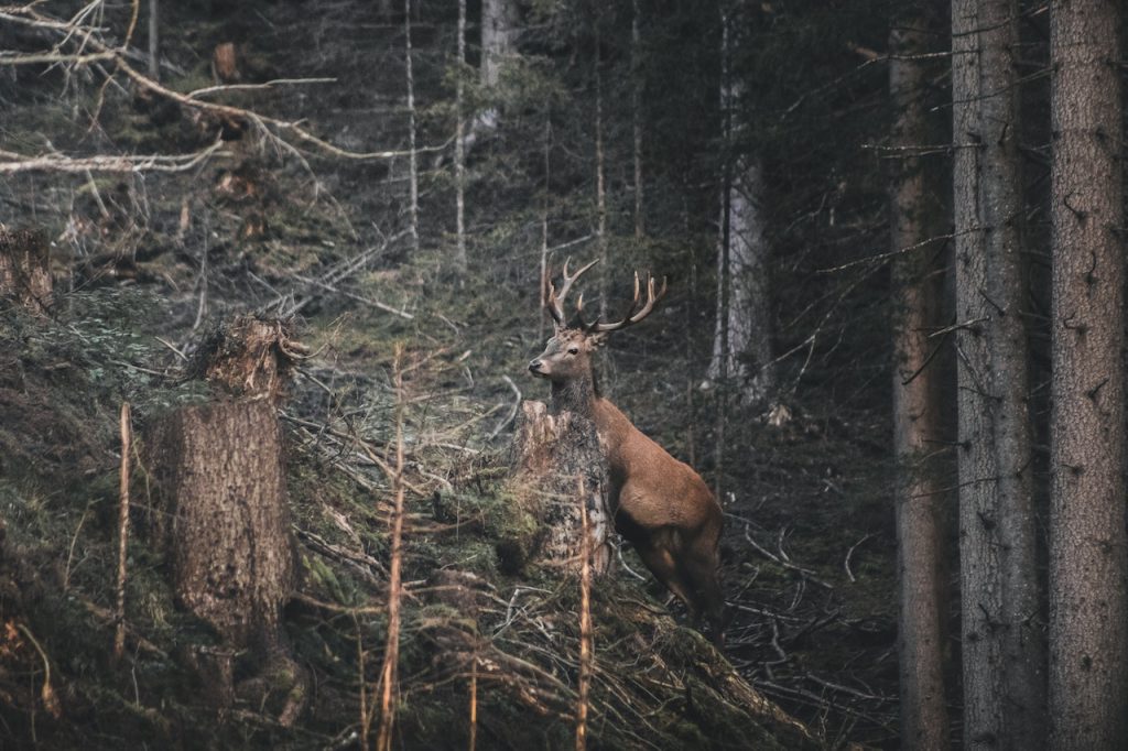 Hunting in the Wild