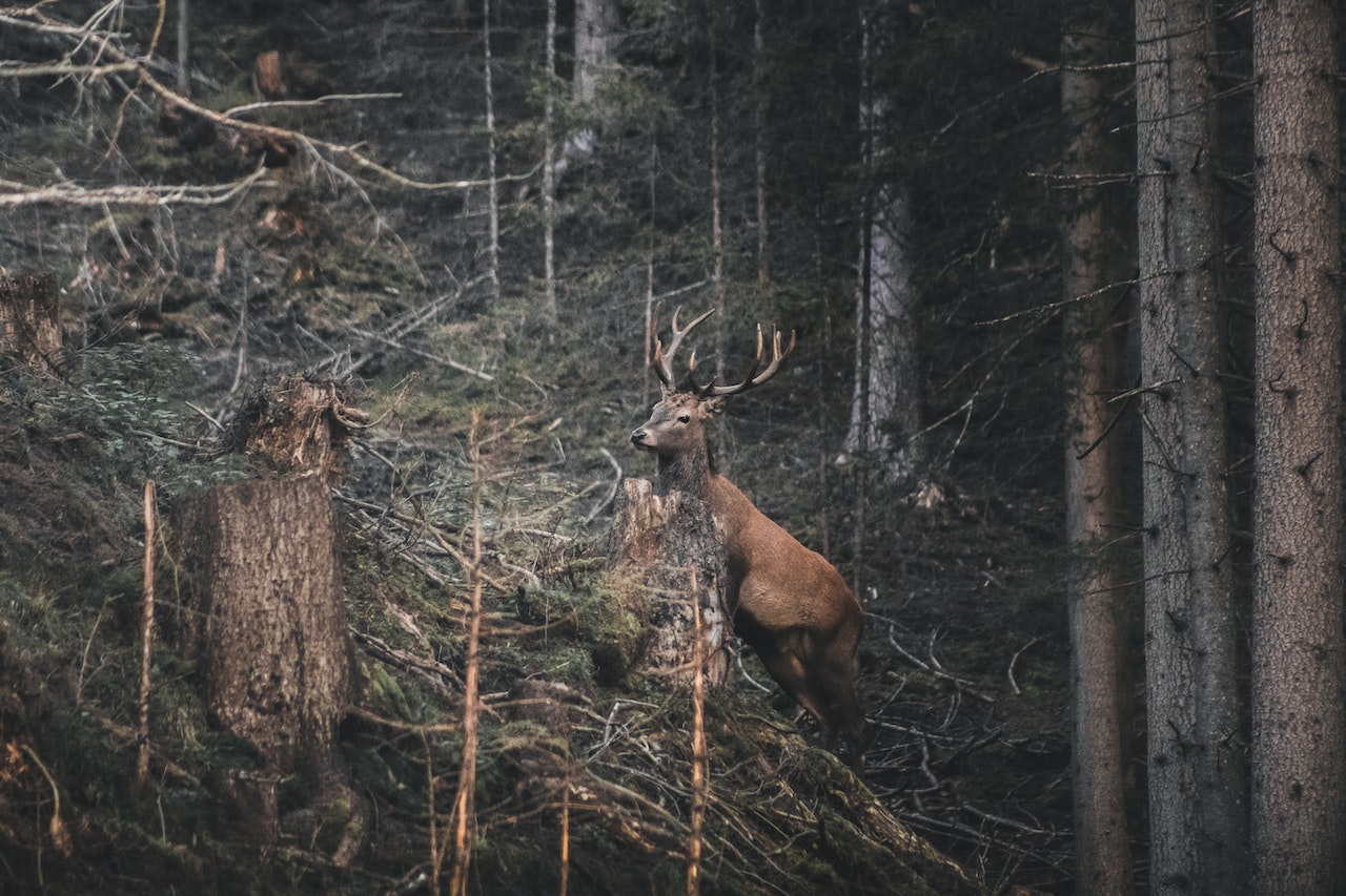 Hunting in the Wild