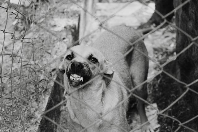 Getting Bit By a Dog in the State of Kentucky