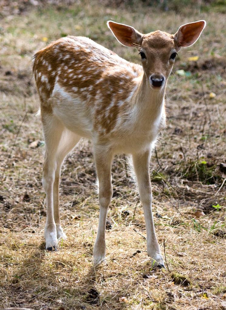 How To Attract Deer