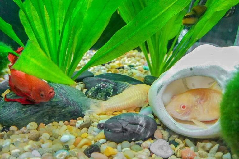 Betta for Tank Mates