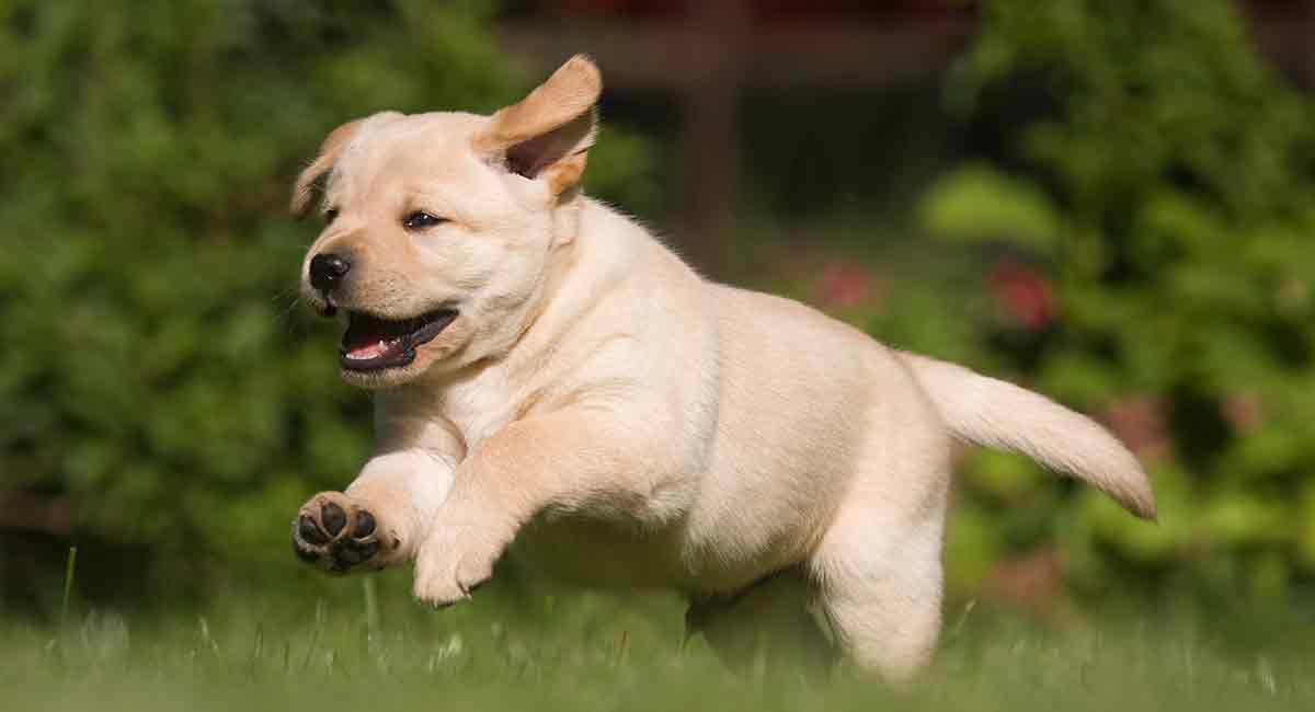 Labrador Puppy