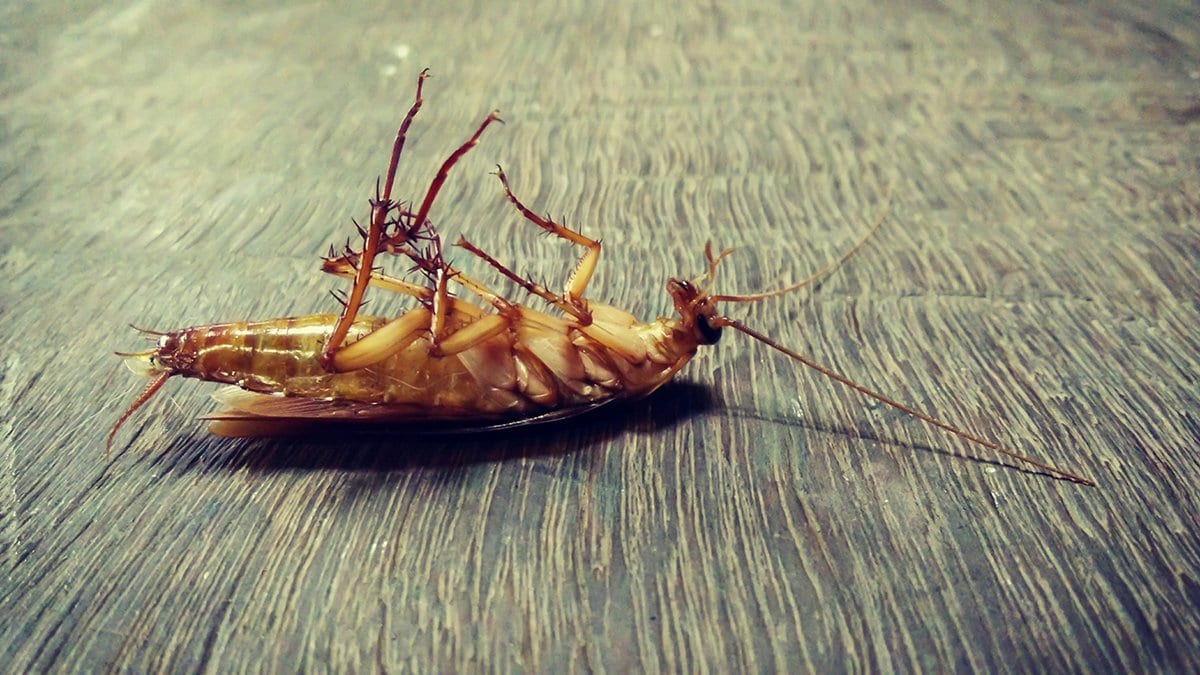 Cockroach Killers