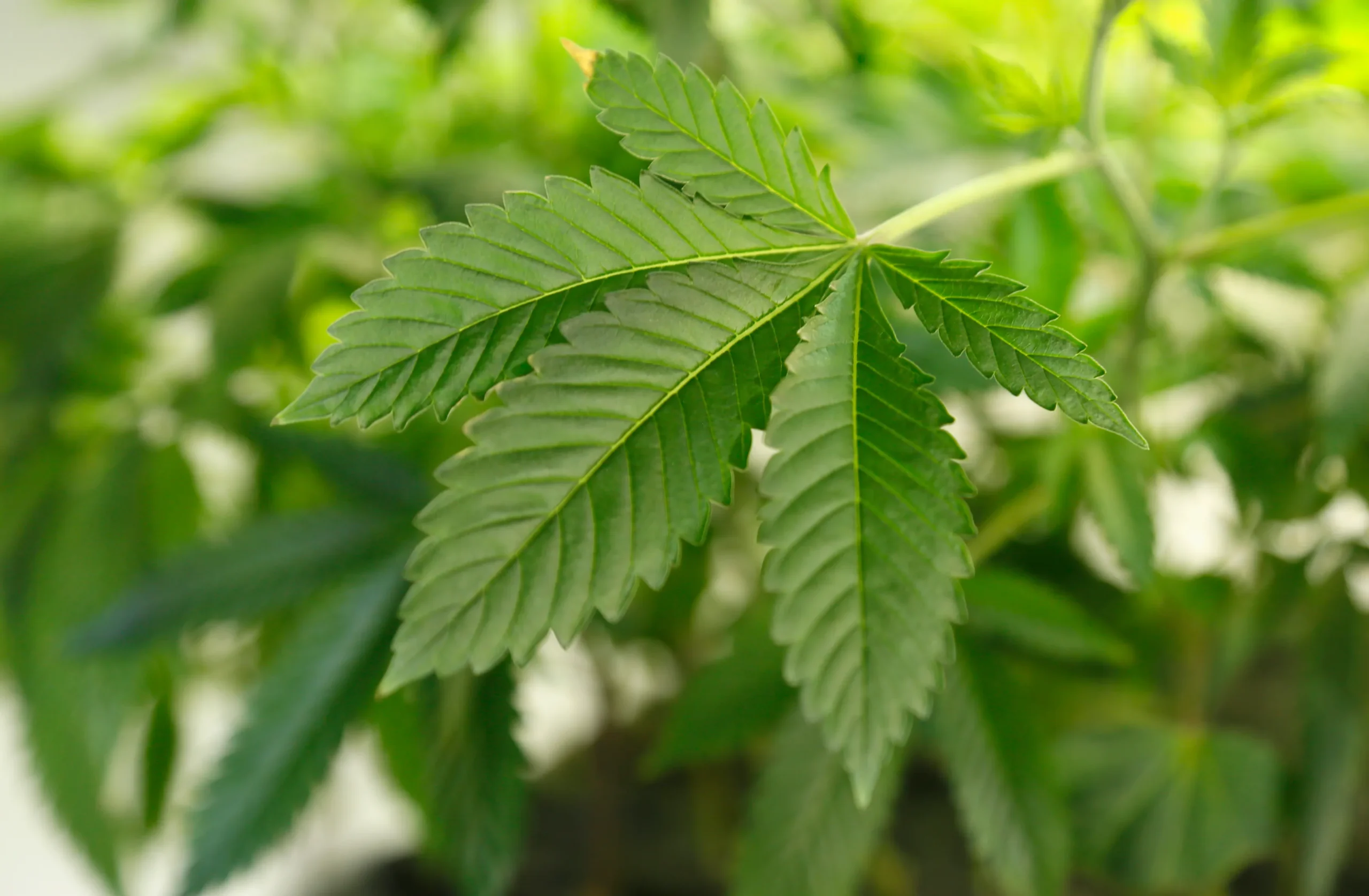 Hemp and Marijuana