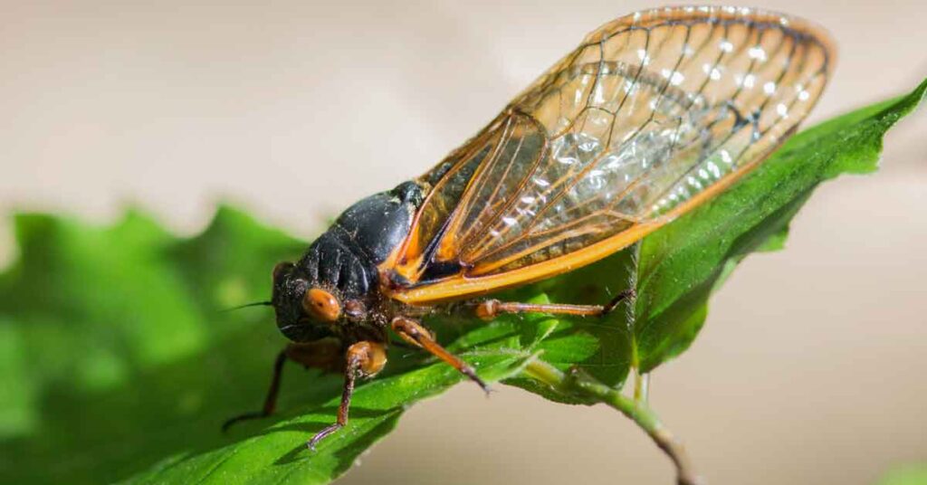 Common Pests