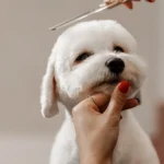 Dog Grooming