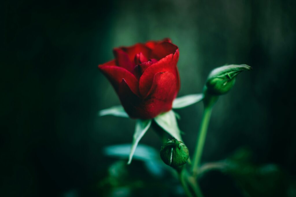 Red Roses