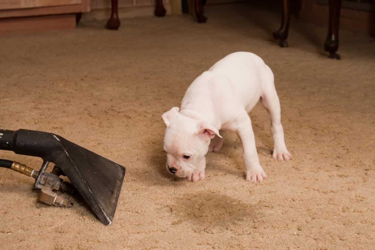 How to Remove Stubborn Stains from Wine, Coffee, and Pet Accidents