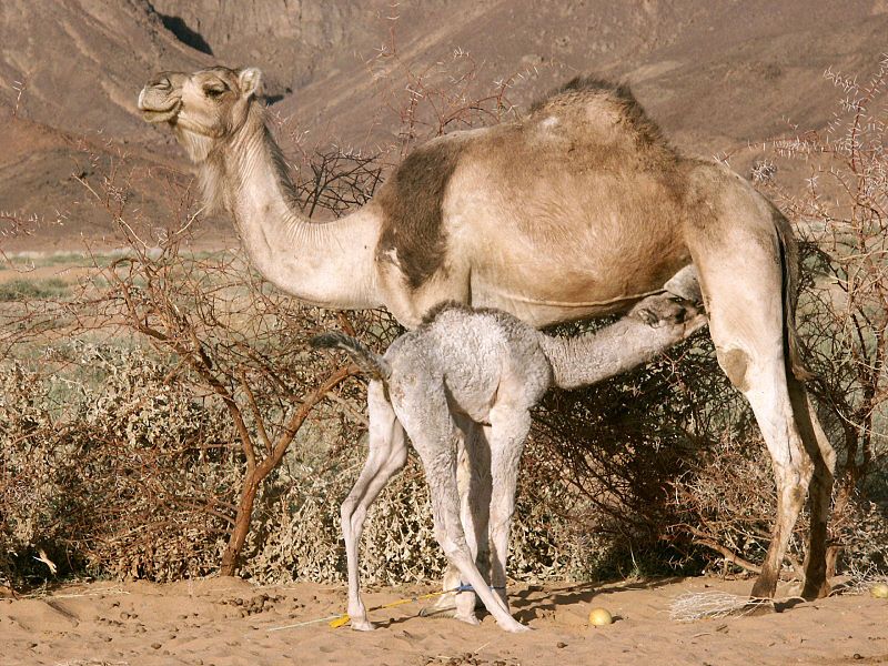 Camel Milk