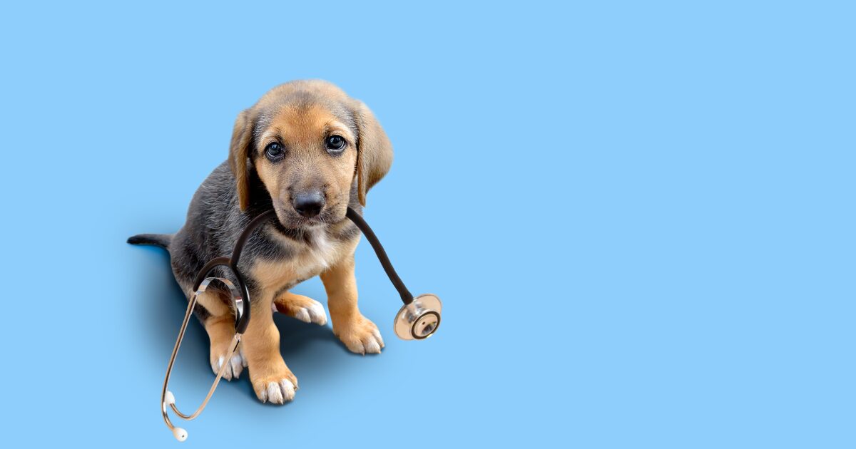 Pet