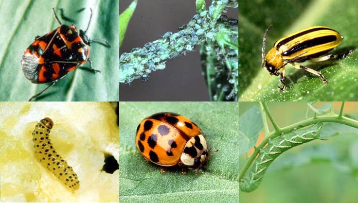 Garden Pests