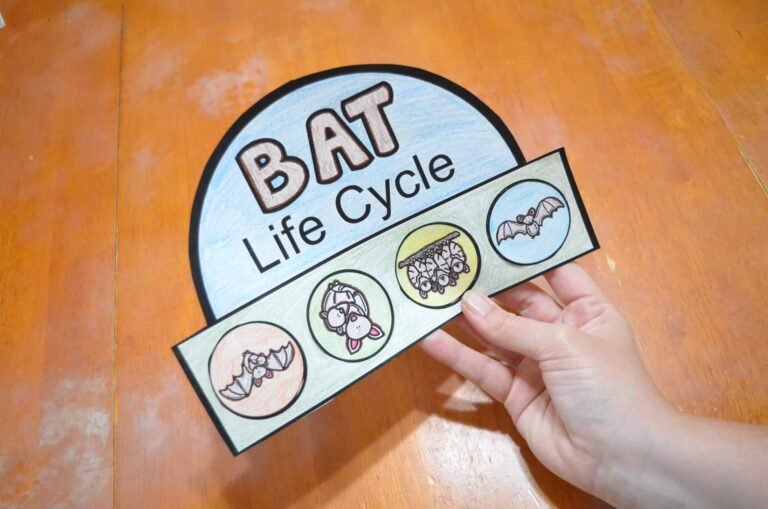 Life Cycle of a Bat