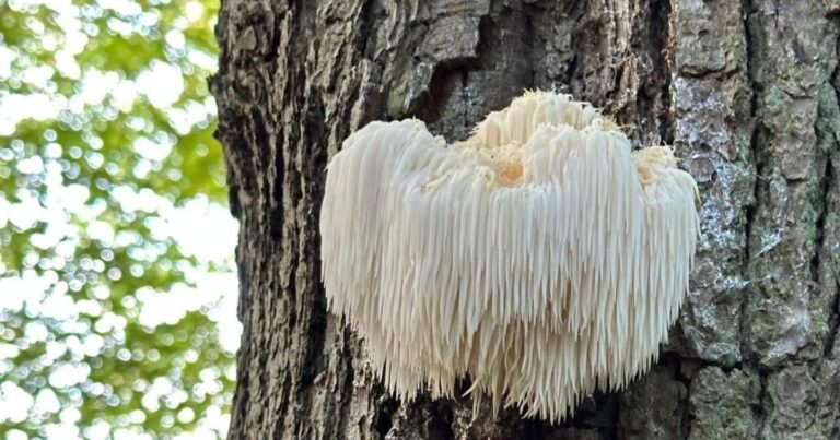 Lion’s Mane Mushroom