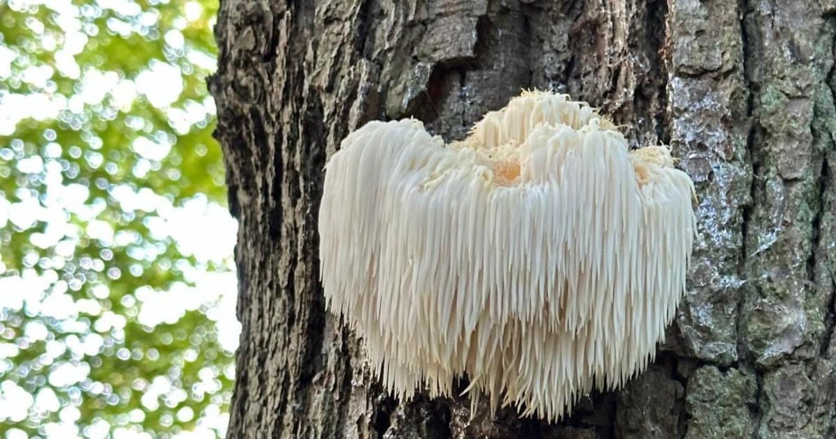 Lion’s Mane Mushroom