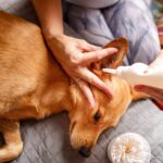 Ear Cleaning Hacks Every Dog Owner Should Know