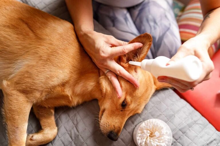 Ear Cleaning Hacks Every Dog Owner Should Know
