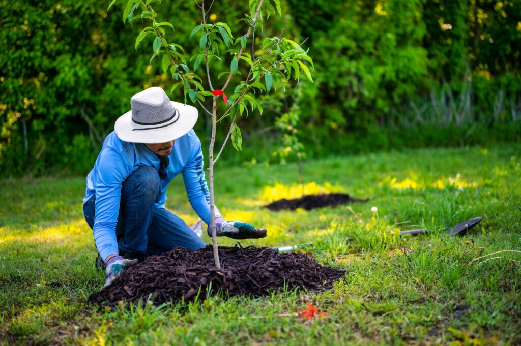 Planting Trees