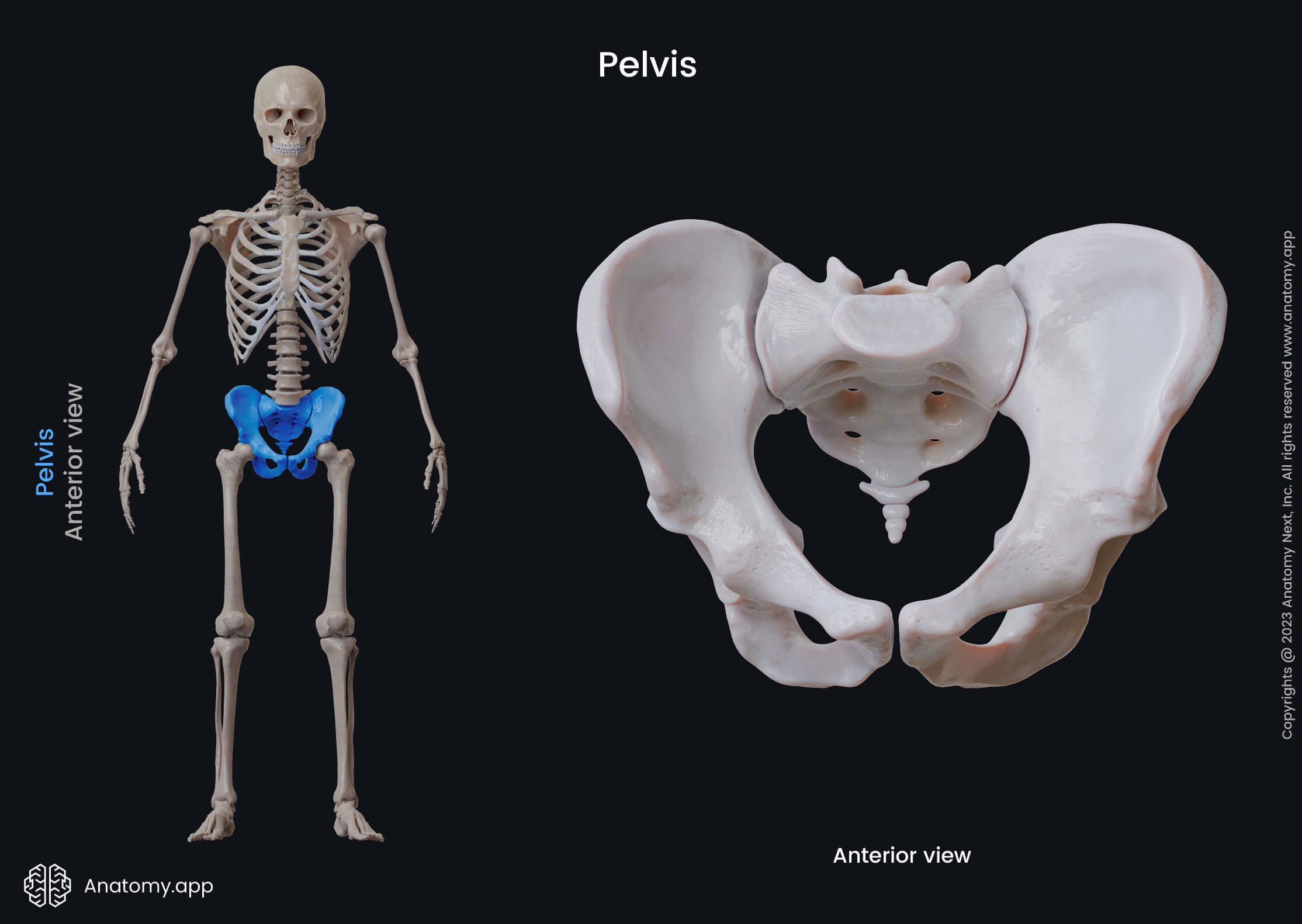 Pelvis
