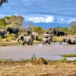 Saadani National Park