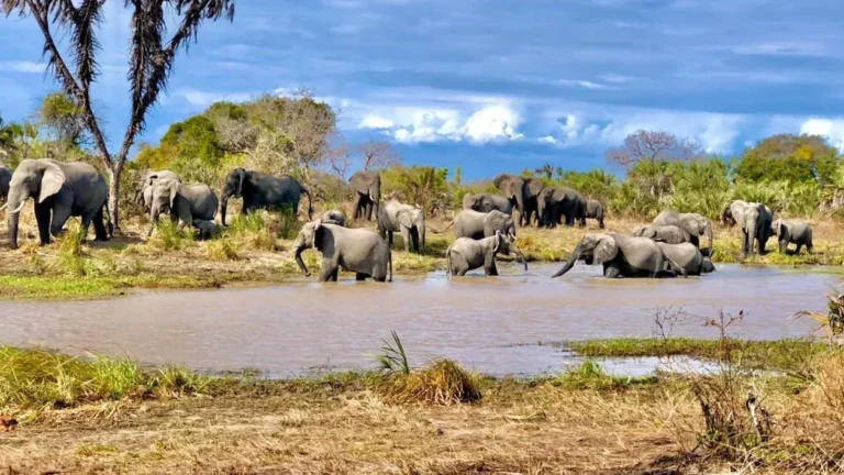 Saadani National Park