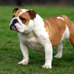 Bulldog