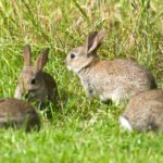 Rabbit Infestations