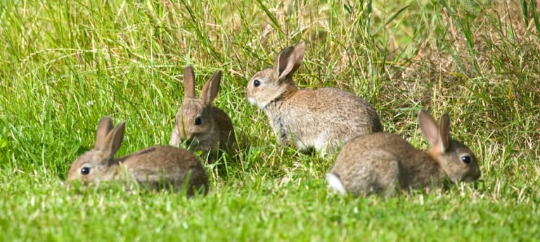 Rabbit Infestations