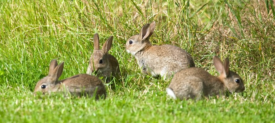 Rabbit Infestations