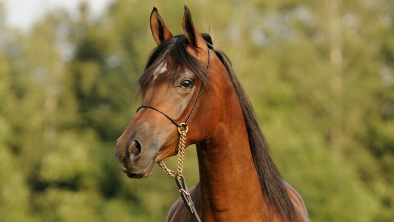 Arabian Horse Breeding